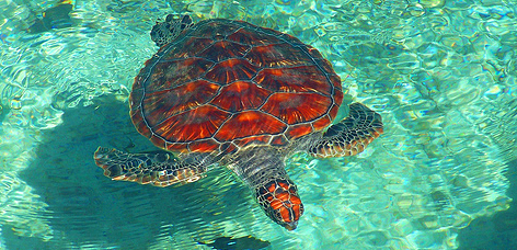 Sea Turtle